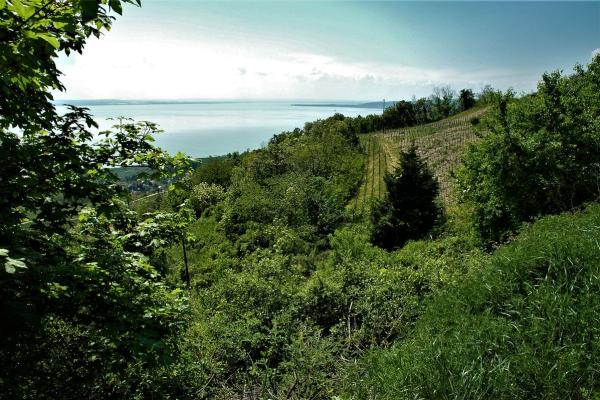 Hová tartanak a szőlők