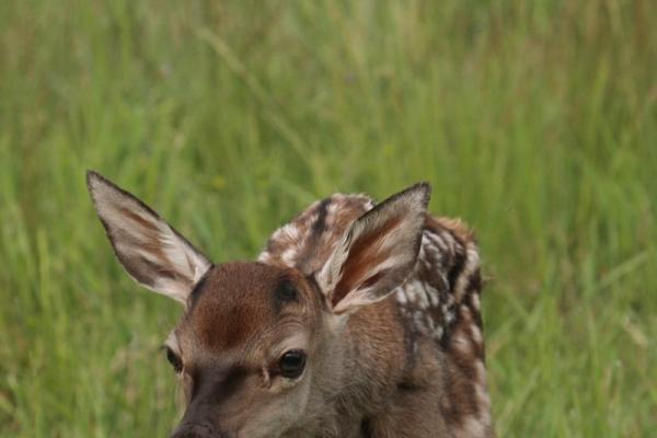 De hiszen nem is ittam