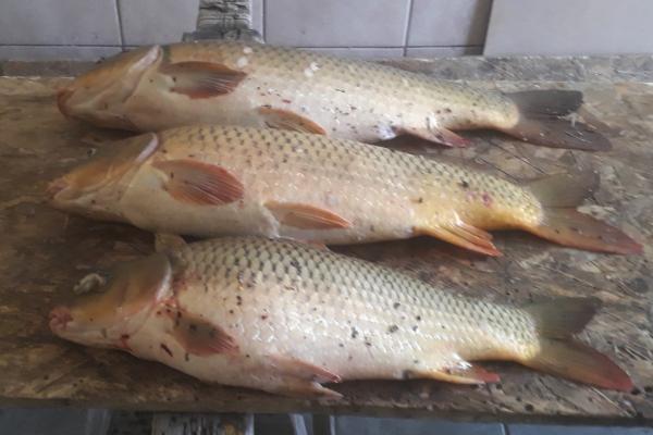 Kárász és három ponty