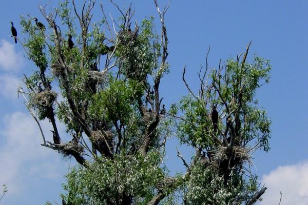 Kormoránok bevetés előtt