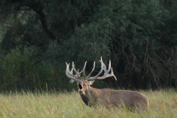 Az nem olyan biztos!